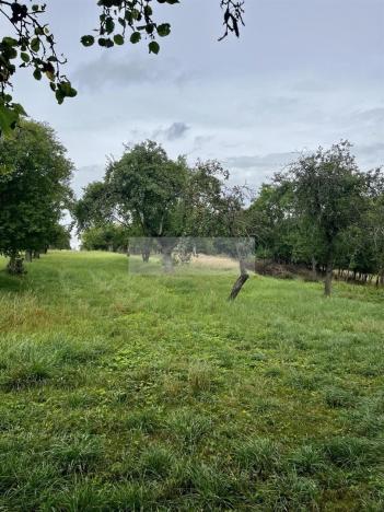 Prodej sadu/vinice, Velké Všelisy - Zamachy, 11900 m2