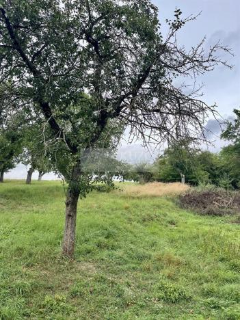 Prodej sadu/vinice, Velké Všelisy - Zamachy, 11900 m2