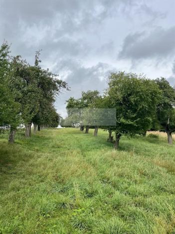 Prodej sadu/vinice, Velké Všelisy - Zamachy, 11900 m2