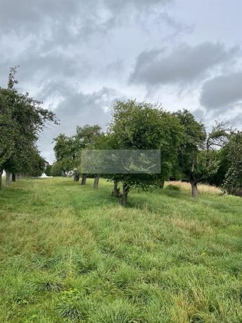 Prodej sadu/vinice, Velké Všelisy - Zamachy, 11900 m2