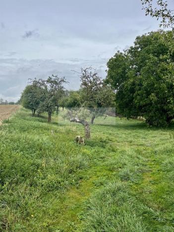 Prodej sadu/vinice, Velké Všelisy - Zamachy, 11900 m2