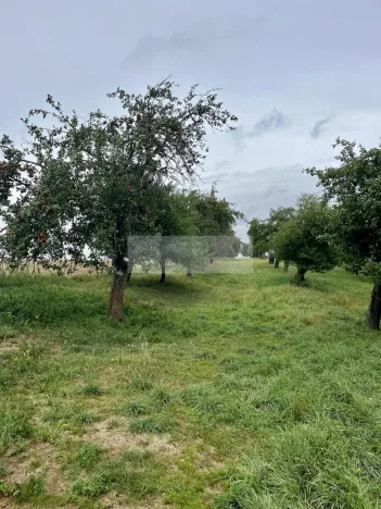 Prodej sadu/vinice, Velké Všelisy - Zamachy, 11900 m2