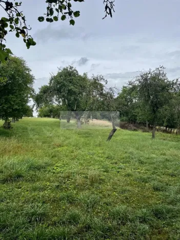 Prodej sadu/vinice, Velké Všelisy - Zamachy, 11900 m2