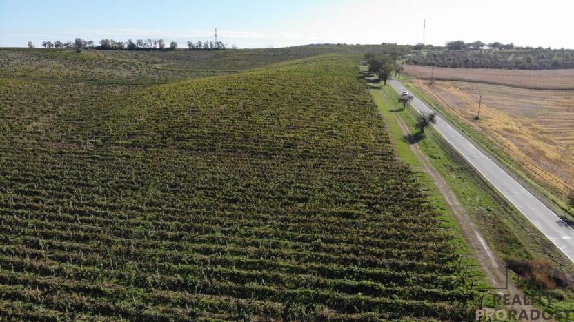 Prodej sadu/vinice, Čejkovice, 11340 m2