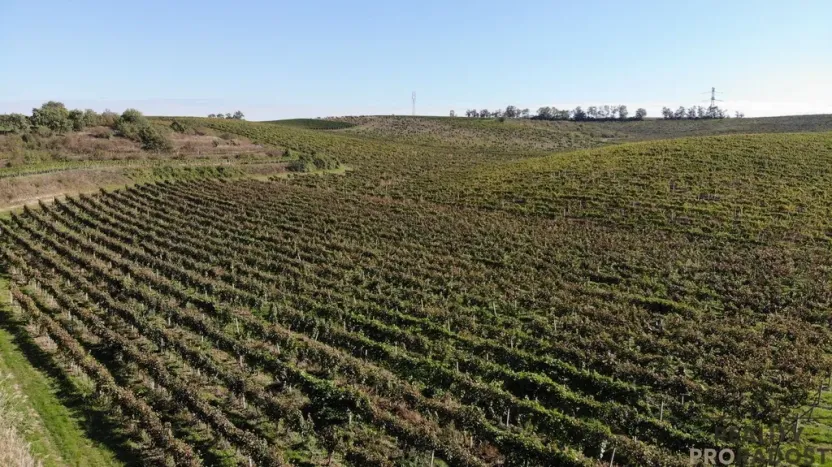 Prodej sadu/vinice, Čejkovice, 11340 m2