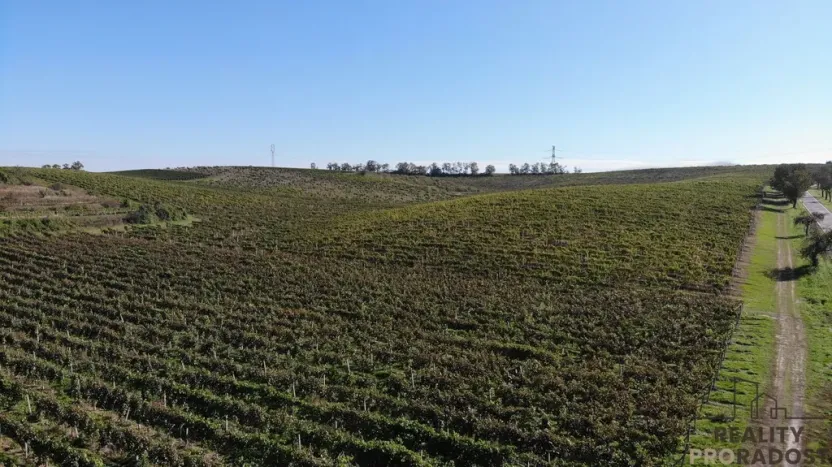 Prodej sadu/vinice, Čejkovice, 11340 m2