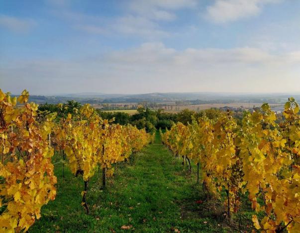 Prodej vinného sklepa, Mikulov, Zlámalova, 40 m2