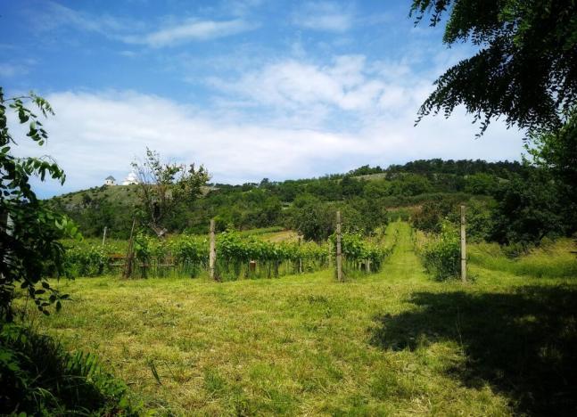 Prodej vinného sklepa, Mikulov, Zlámalova, 40 m2