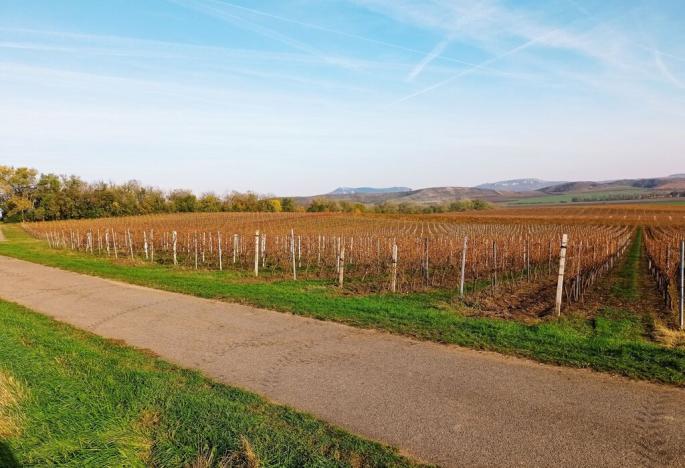 Prodej sadu/vinice, Novosedly, 43203 m2