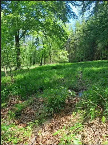 Prodej podílu lesa, Smilovy Hory, 19284 m2