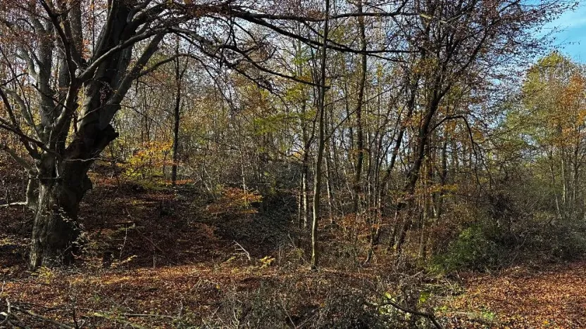 Prodej lesa, Ostrava, 19016 m2