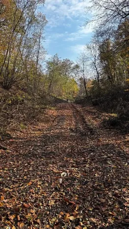 Prodej lesa, Ostrava, 19016 m2