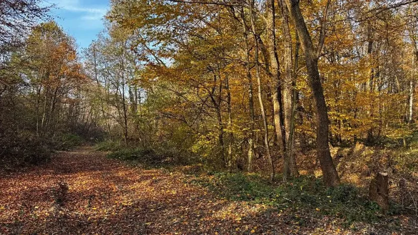 Prodej lesa, Ostrava, 19016 m2