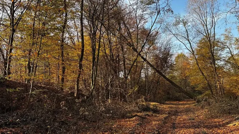 Prodej lesa, Ostrava, 19016 m2