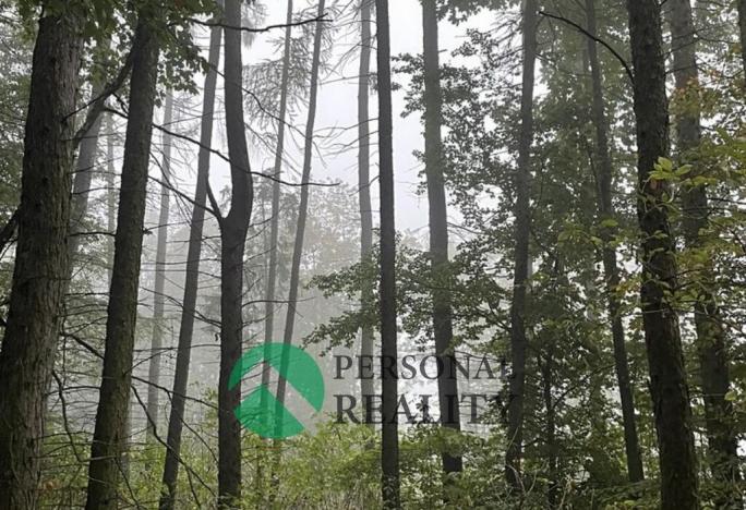 Prodej lesa, Seč, 4315 m2