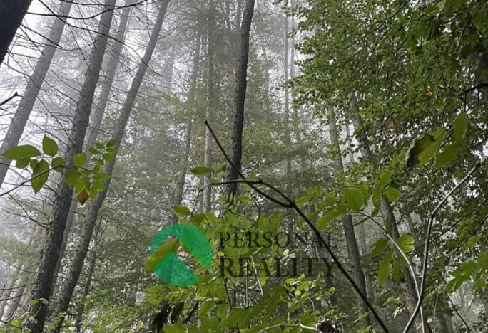 Prodej lesa, Seč, 4315 m2