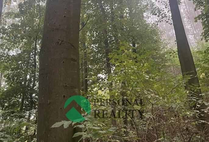 Prodej lesa, Seč, 4315 m2