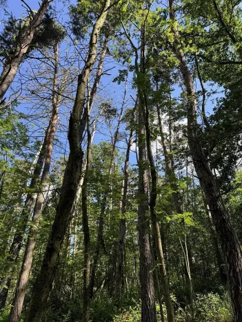 Prodej lesa, Náměšť nad Oslavou, 32927 m2