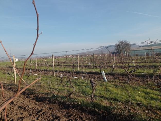 Prodej sadu/vinice, Dolní Dunajovice, 6073 m2