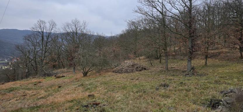 Prodej lesa, Ústí nad Labem, 13913 m2