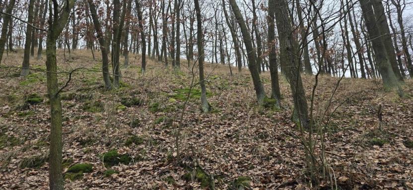 Prodej lesa, Ústí nad Labem, 13913 m2