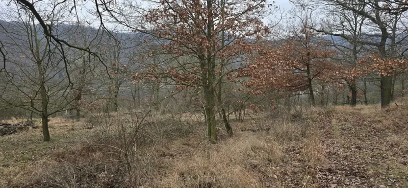 Prodej lesa, Ústí nad Labem, 13913 m2