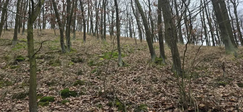 Prodej lesa, Ústí nad Labem, 13913 m2