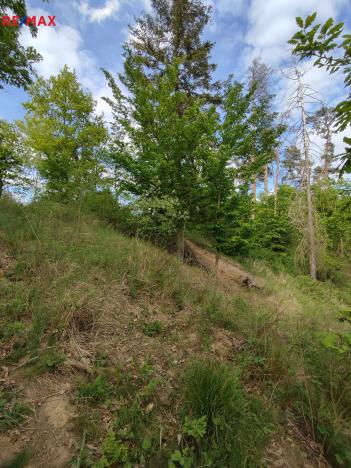 Prodej lesa, Číměř, 1493 m2
