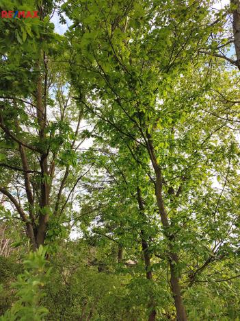 Prodej lesa, Číměř, 1493 m2