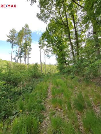 Prodej lesa, Vladislav, 17681 m2
