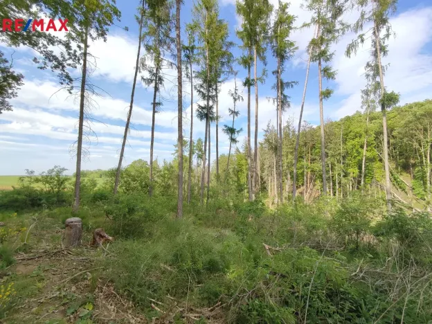 Prodej lesa, Číměř, 17681 m2