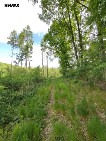 Prodej lesa, Číměř, 17681 m2