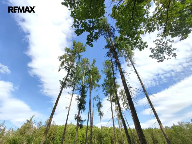 Prodej lesa, Číměř, 17681 m2