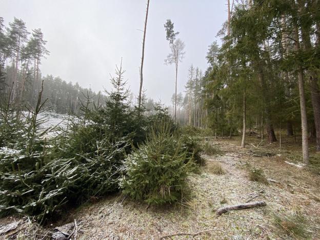 Prodej lesa, Břežany, 1000 m2