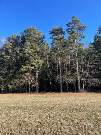 Prodej lesa, Svatý Jan nad Malší - Sedlce, 27831 m2