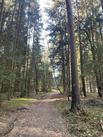 Prodej lesa, Svatý Jan nad Malší - Sedlce, 27831 m2