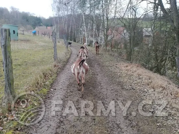 Prodej pole, Řepín, 22068 m2