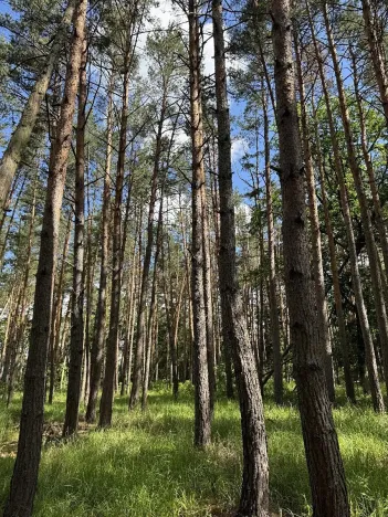 Prodej lesa, Náměšť nad Oslavou, 16948 m2