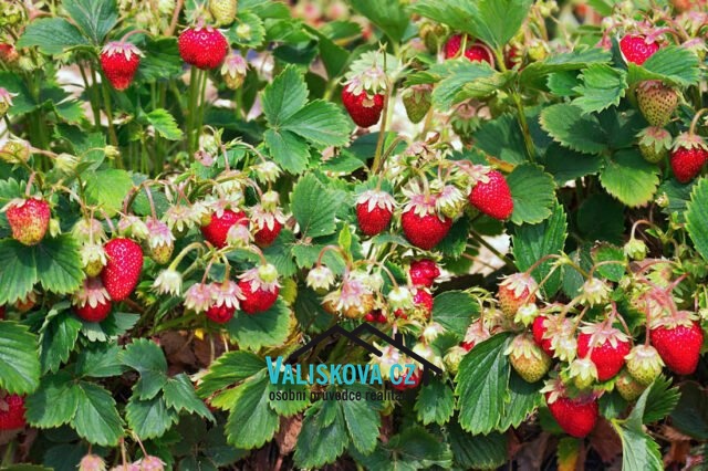 Prodej pole, Hulín, 419 m2