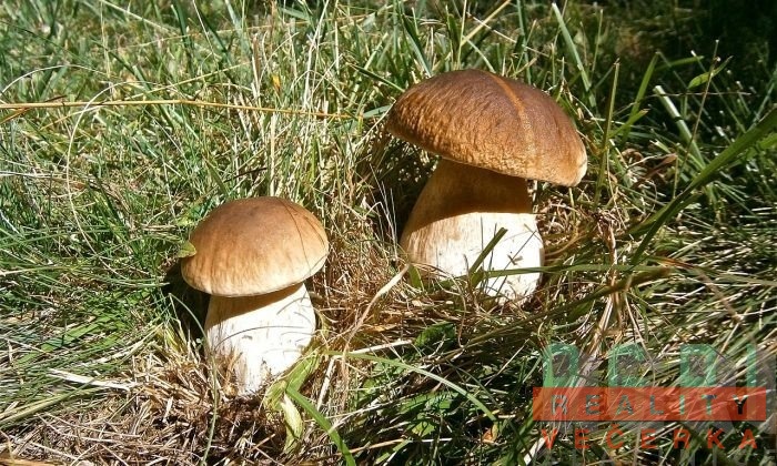 Prodej pozemku pro bydlení, Bavoryně - Na Lhotkách, 1249 m2