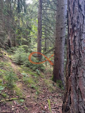 Prodej lesa, Nový Hrozenkov, 36473 m2