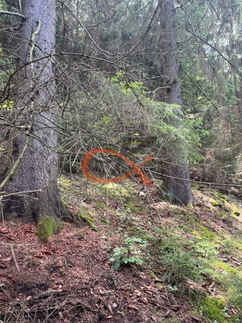 Prodej lesa, Nový Hrozenkov, 36473 m2