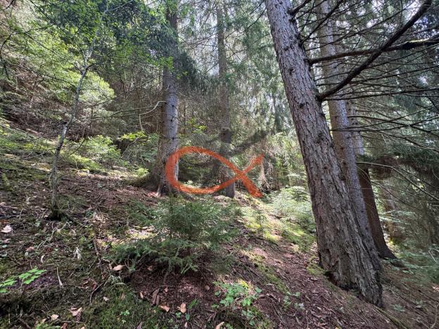 Prodej lesa, Nový Hrozenkov, 36473 m2