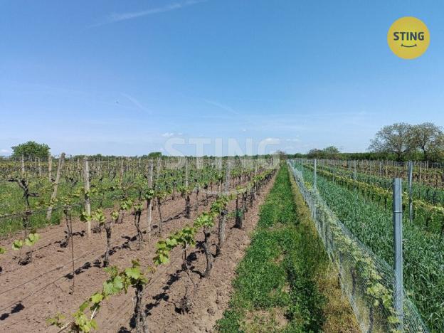 Prodej sadu/vinice, Hrušky, 1110 m2