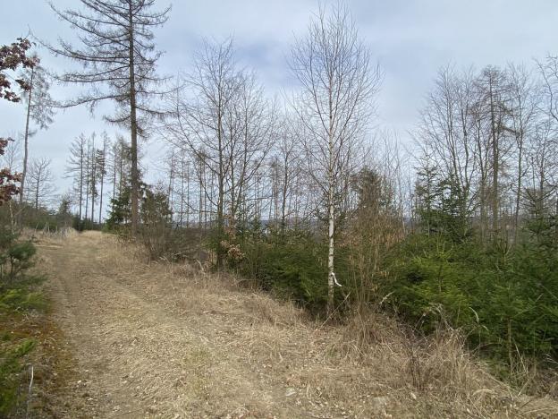 Prodej lesa, Pačejov - Strážovice, 1618 m2