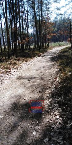 Prodej lesa, Bítouchov, 100105 m2