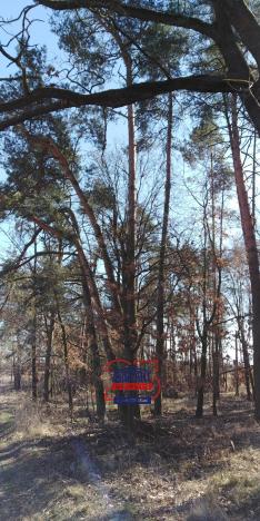 Prodej lesa, Bítouchov, 100105 m2