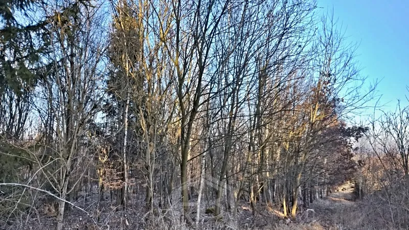 Prodej lesa, Dačice, 14057 m2