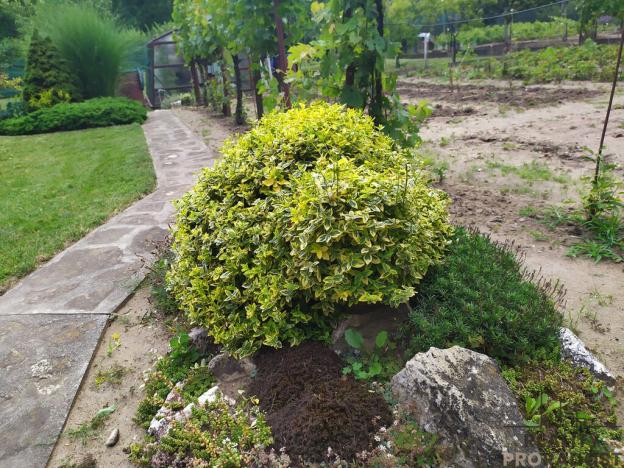 Prodej zahrady, Hodonín, 585 m2