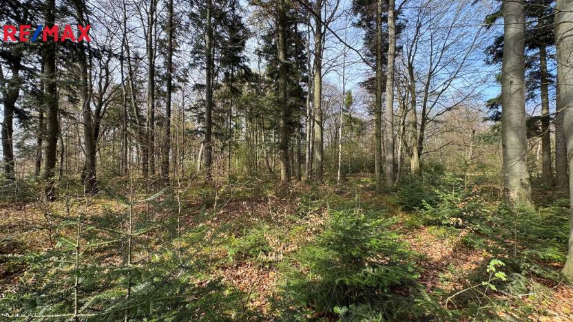 Prodej lesa, Spálov, 25088 m2